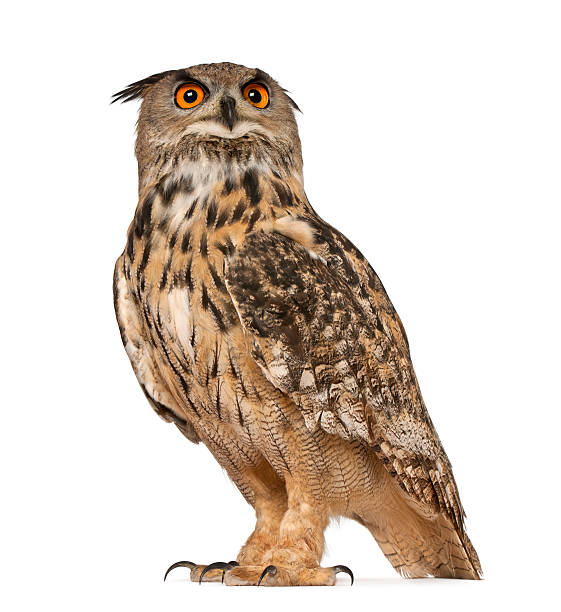 istock Eurasian Eagle-Owl, Bubo, a species of eagle owl 450535577