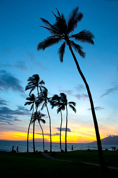 Beautiful Hawaiian sunset from resort on Big Island, Hawaii with tall palm trees and copy space.
