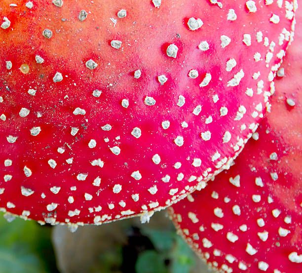 Amanita muscaria (L. ex Fr.) Hooker, Fly Agaric, Amanite tue-mouches, Fausse Oronge Roter Fliegenpilz, Légyölö galoca. Cap 8–20cm across, globose or hemispherical at first then flattening, bright scarlet covered with distinctive white pyramidal warts which may be washed off by rain leaving the cap almost smooth and the colour fades. Stem 80–180×10–20mm, white, often covered in shaggy volval remnants as is the bulbous base, the white membranous ring attached to the stem apex sometimes becoming flushed yellow from the pigment washed off the cap. Flesh white, tinged red or yellow below the cap cuticle, Taste pleasant, smell faint. Gills free, white. Habitat usually with birch trees, Season late summer to late autumn. Common. Deadly poisonous. It contains many different toxins. Distribution, America and Europe (Source R. Phillips).
