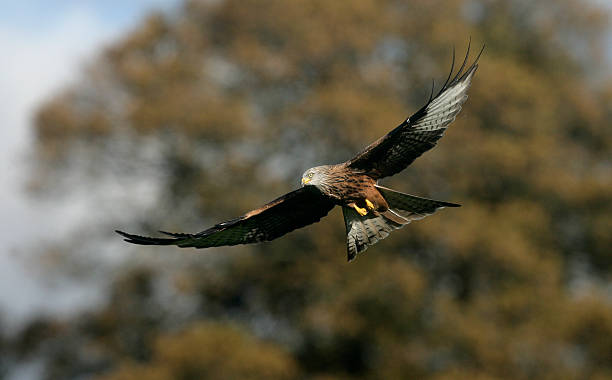 istock Red kite, Milvus milvuss 450537075