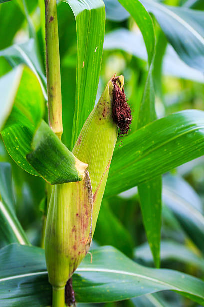 グリーントウモロコシフィールド - corn crop corn spring field ストックフォトと画像