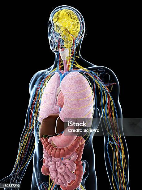 Anatomia Umana - Fotografie stock e altre immagini di Addome - Addome, Stomaco, Stomaco umano - organo interno