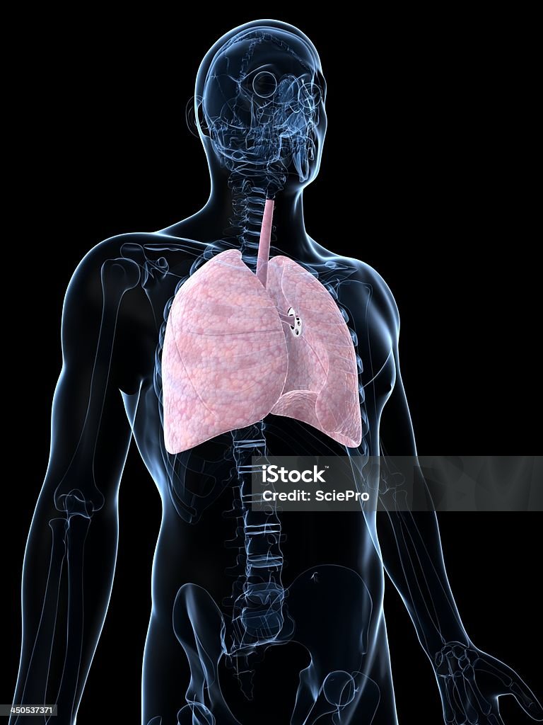 人の肺 - イラストレーションのロイヤリティフリーストックフォト