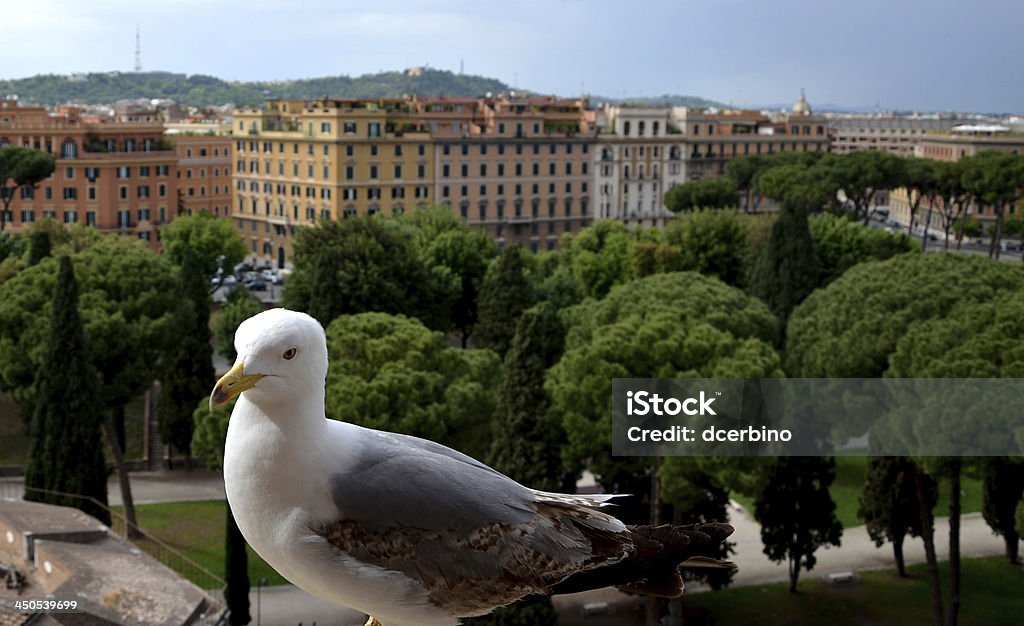 Gaviota - Royalty-free Ao Ar Livre Foto de stock