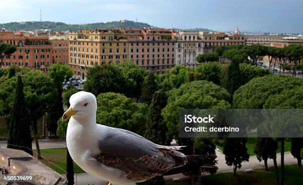 Gaviota - Fotografias de stock e mais imagens de Ao Ar Livre - Ao Ar Livre, Caraterística de Construção, Cidade