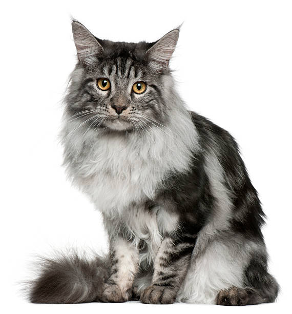 istock Maine Coon cat, 7 months old 450540561