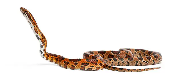 Scaleless Corn Snake, Pantherophis Guttatus, in front of white background
