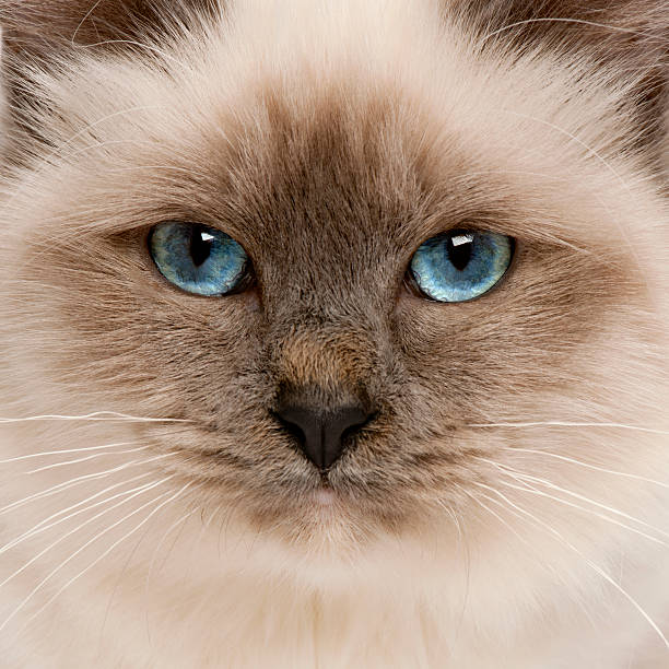 A photo portrait of a rag doll cat  - fluffy, white fur, blue eyes staring and standing out from the plain dark background.
