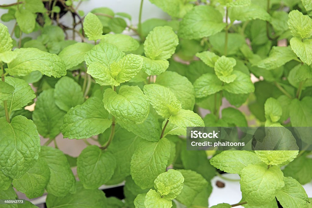 Pfefferminze mit hydroponic - Lizenzfrei Blatt - Pflanzenbestandteile Stock-Foto