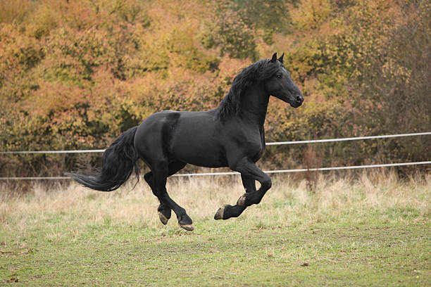 istock Gorgeous friesian stallion running 450543489
