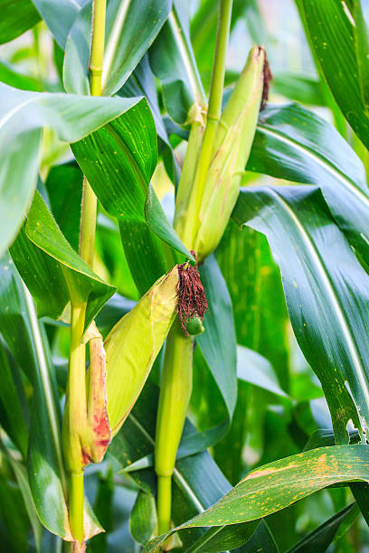 グリーントウモロコシフィールド - corn crop corn spring field ストックフォトと画像