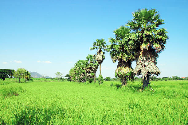 istock Sugar palm trees in the field ,Thailand 450544591