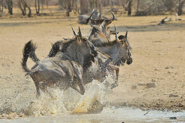 Gnu Splash-fundo de vida selvagem e ação da África - foto de acervo