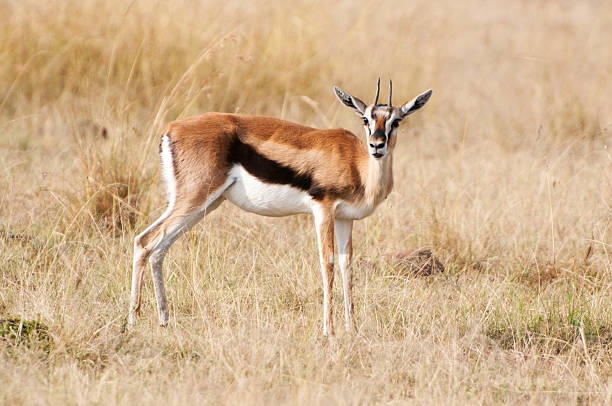istock thomson gazelle in the savannah 450544761