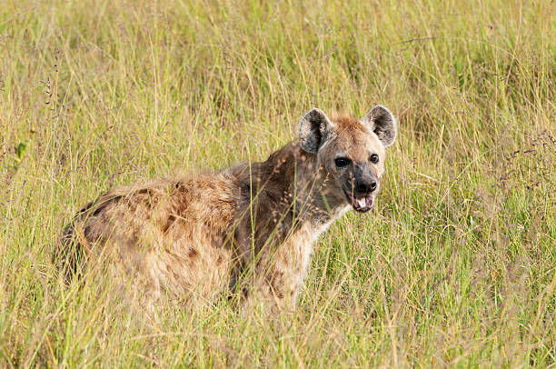 hyaena w savannah - portrait spotted hyena field africa zdjęcia i obrazy z banku zdjęć