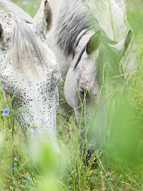 istock grazing purebred speckle - gray arabian mares at the pasture 450545121
