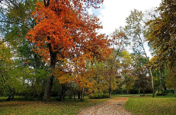 istock Autumn in The Park 450545439