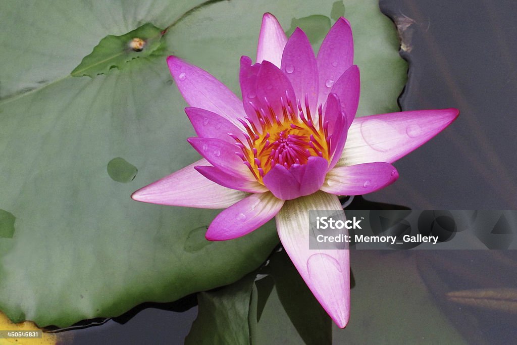 Piękny kwiat lotosu - Zbiór zdjęć royalty-free (Bez ludzi)