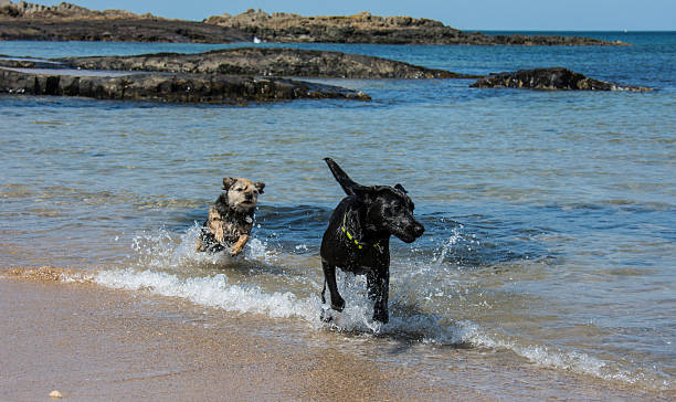 istock Two Dogs Playing in the sea 450546103