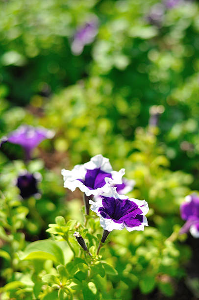 istock Violet flower in grass field with green background 450546487