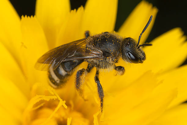 istock Small bee on flower, extreme close-up 450547559