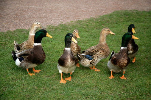 Rouen domestic duck in a group