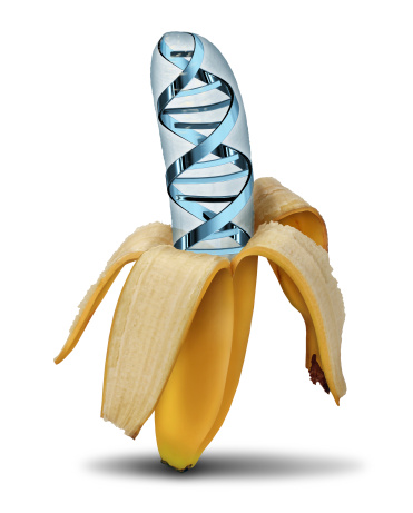 Genetically modified food concept using biotechnology and genetics manipulation through biology science as a peeled banana with a DNA strand symbol  in the fruit as an icon of modern crops.
