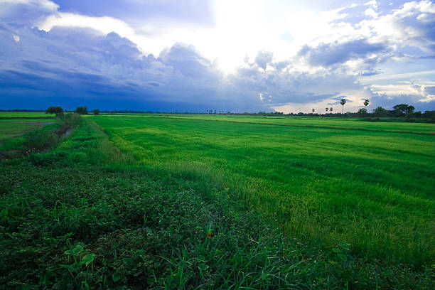 bereich der grünen frisches gras unter raincloud - incoming storm stock-fotos und bilder