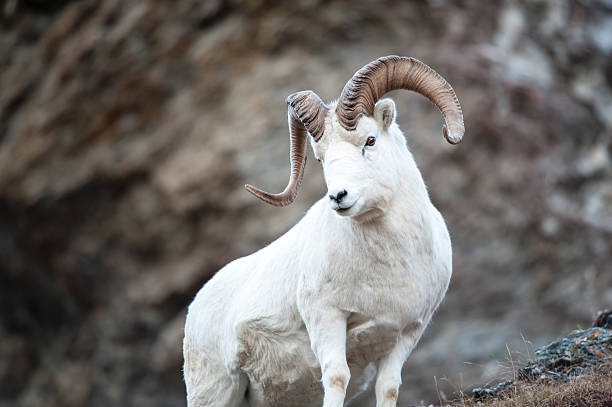 king of the hill - dall sheep 뉴스 사진 이미지