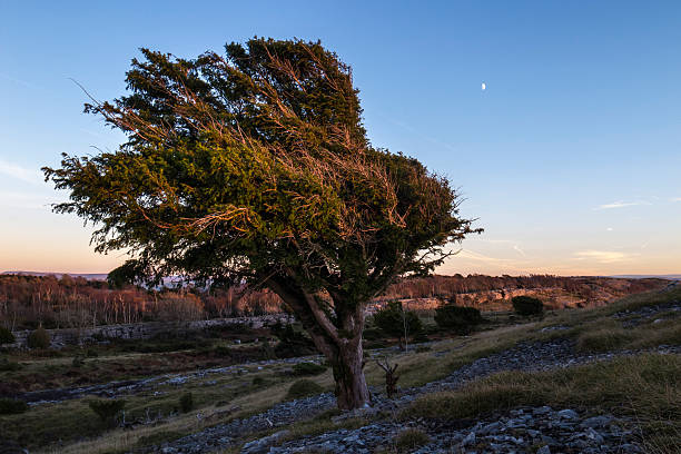istock English Lake District: Yew tree and moon at dusk 450554417