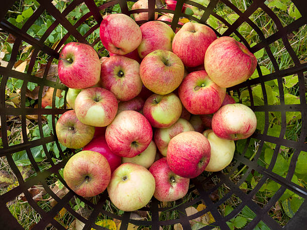 Newly picked red Cox Pomona apples in a plastic basket.