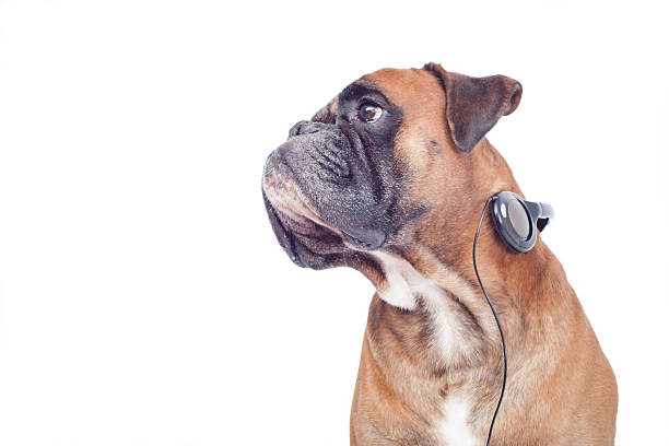istock Boxer dog with headphones 450557935