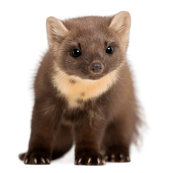 istock European Pine Marten  - Martes (4 years old) 450558167