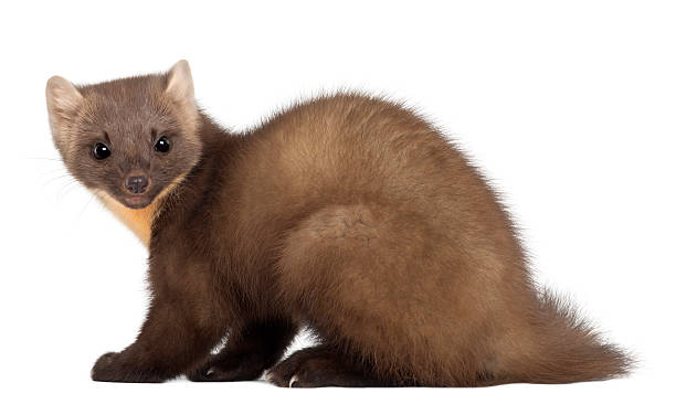 istock European Pine Marten - Martes(4 years old) 450558173