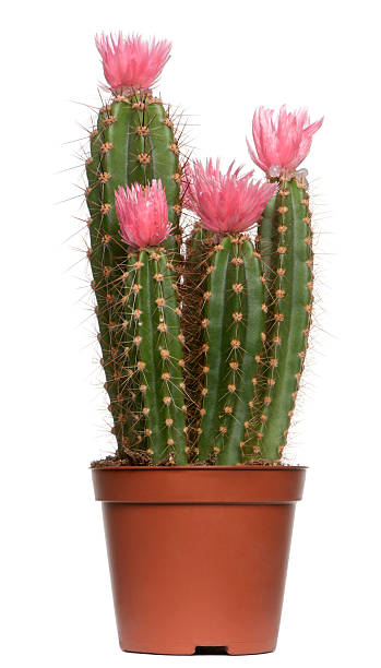 kaktus z przodu białe tło - cactus thorns zdjęcia i obrazy z banku zdjęć