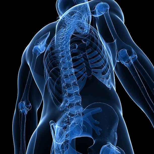 illustration of a skeletal spinal cord - 人類骨架 插圖 個照片及圖片檔
