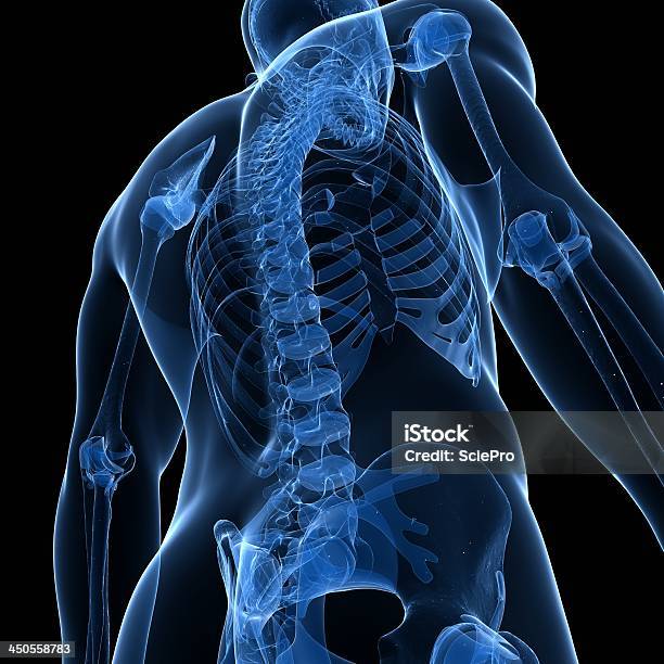 Illustration Of A Skeletal Spinal Cord 照片檔及更多 人類骨架 照片 - 人類骨架, X光片, 人體