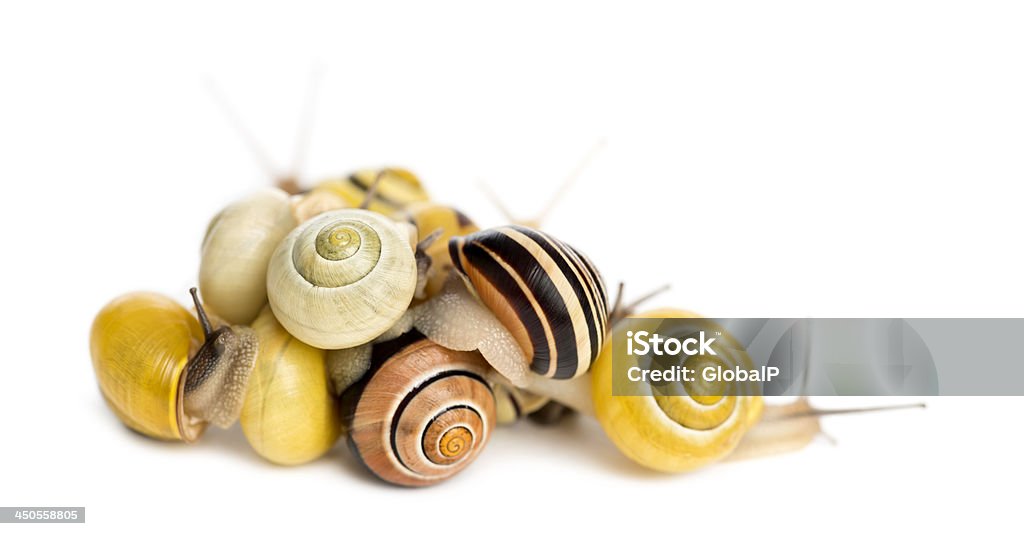 Pila di Grove, bolliti Cepaea nemoralis - Foto stock royalty-free di Cepaea nemoralis