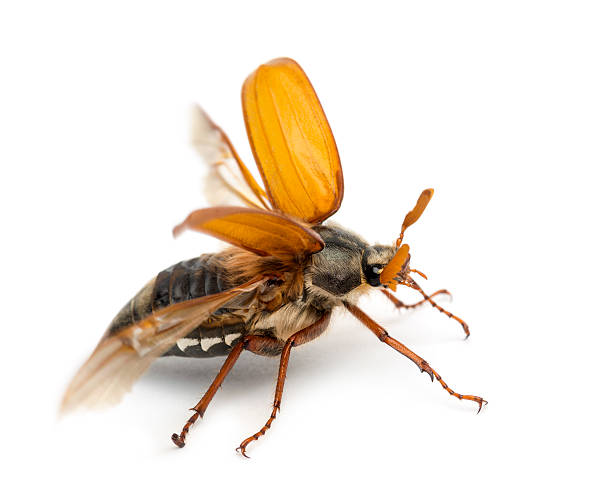 istock Male Cockchafer, Melolontha, flying 450559495