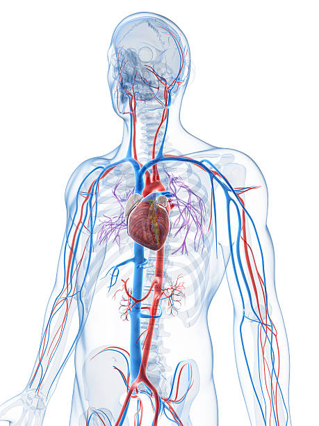 istock An internal look of the cardio vascular system 450564221