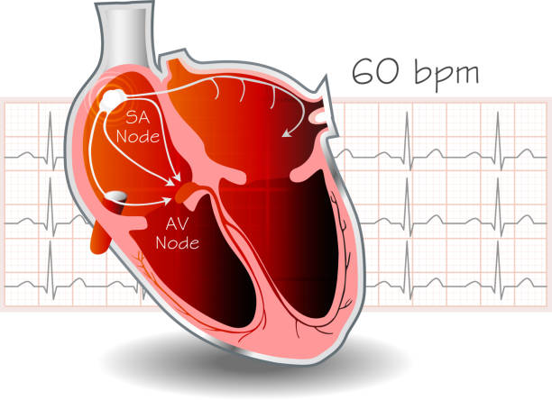 ilustraciones, imágenes clip art, dibujos animados e iconos de stock de sistema de conducción eléctrica del corazón - sistema de conducción cardíaco