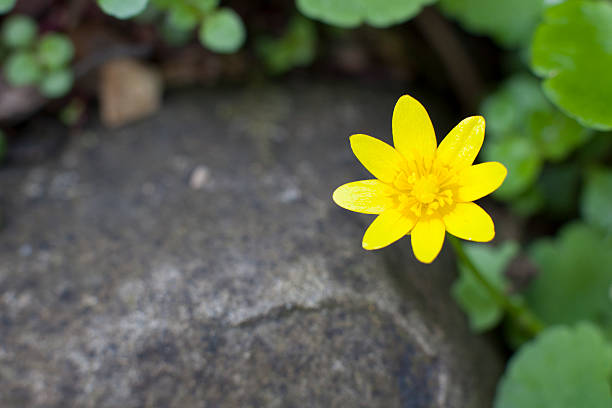 flower stock photo