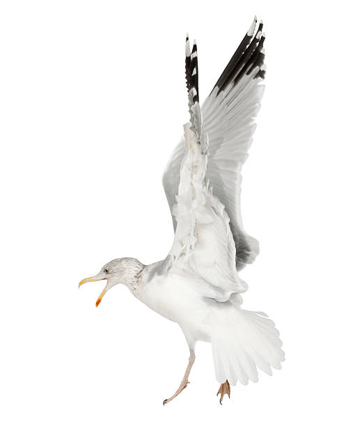 istock European Herring Gull, Larus argentatus, 4 years old 450566229