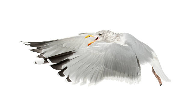 istock European Herring Gull, Larus argentatus, 4 years old 450566261