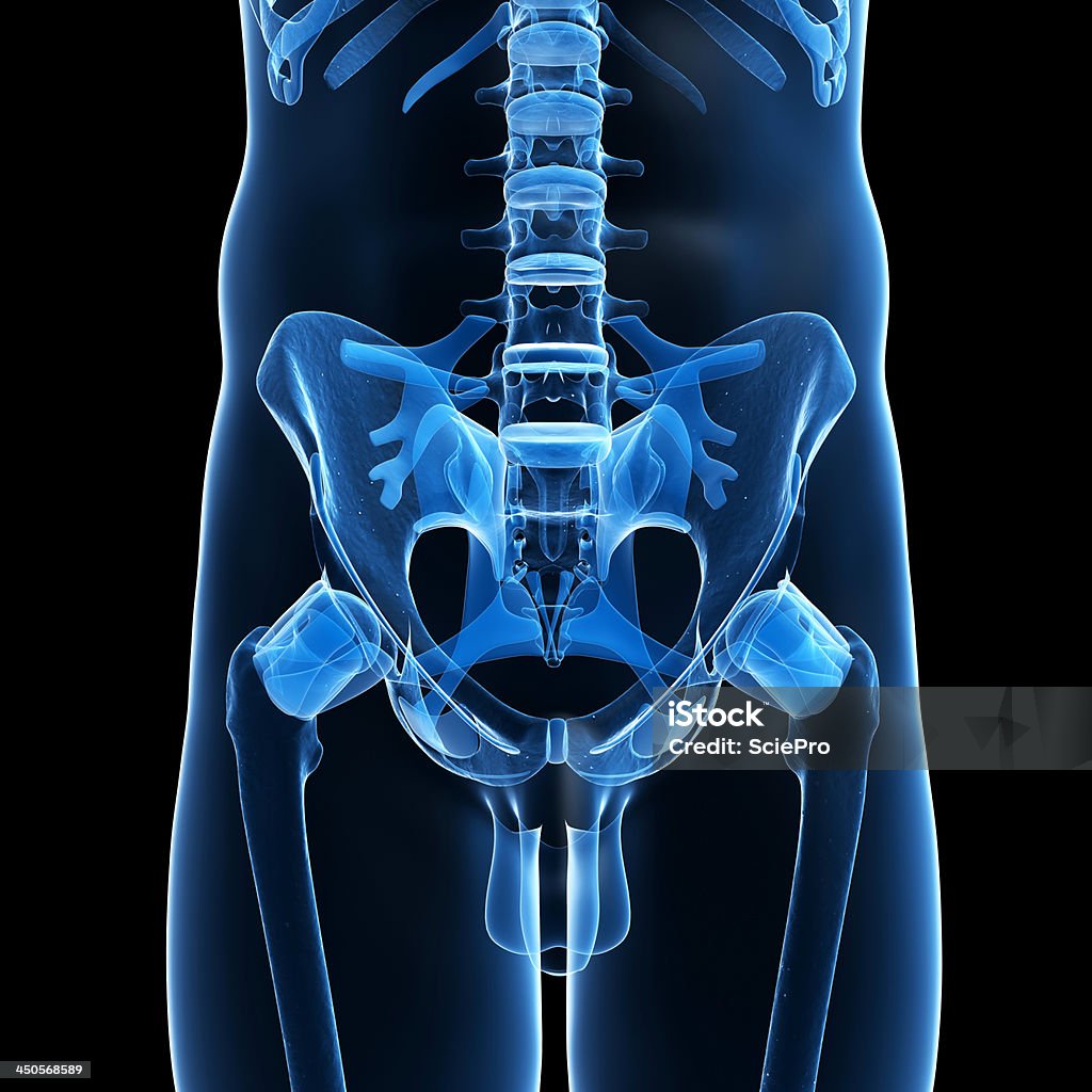 Esqueleto de cadera - Foto de stock de Anatomía libre de derechos