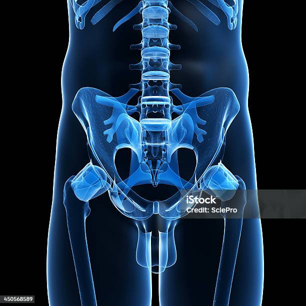 Szkieletowych Biodrze - zdjęcia stockowe i więcej obrazów Anatomia człowieka - Anatomia człowieka, Bez ludzi, Biodro