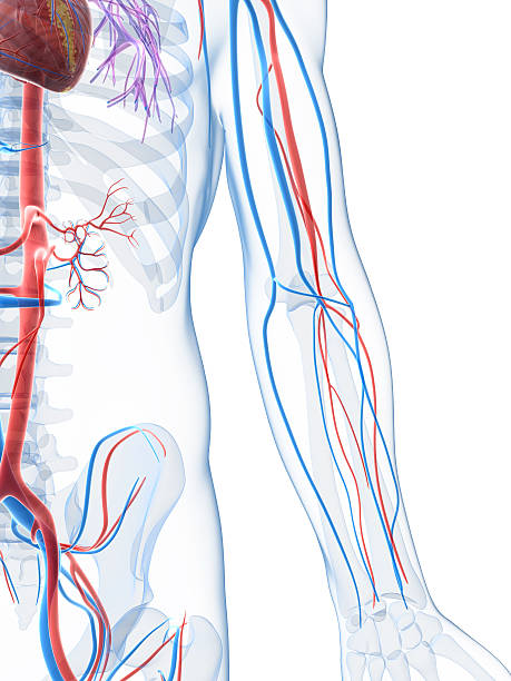 Close-up of the side of the body showing the vascular system stock photo