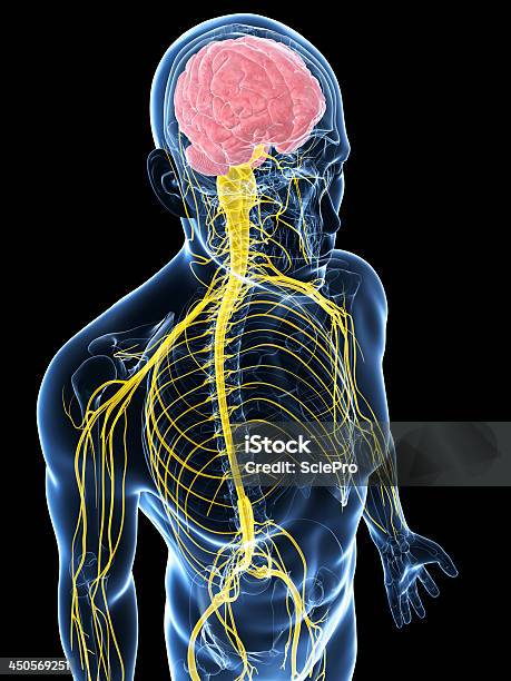 3d Blue Man With The Nervous System Highlighted In Yellow Stock Photo - Download Image Now