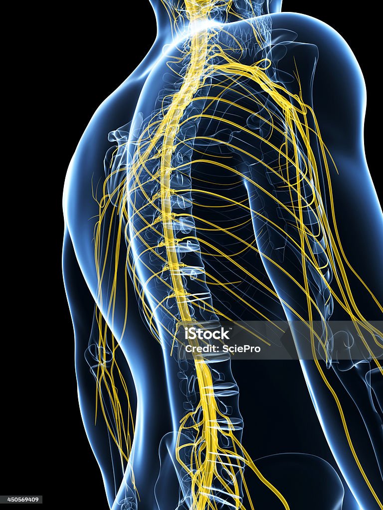 Układu nerwowy - Zbiór zdjęć royalty-free (Anatomia człowieka)