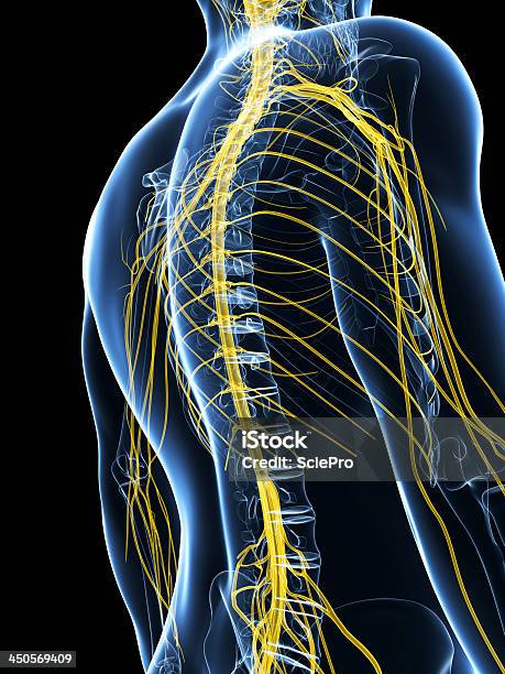 Układu Nerwowy - zdjęcia stockowe i więcej obrazów Anatomia człowieka - Anatomia człowieka, Biologia - Nauka, Ciało ludzkie